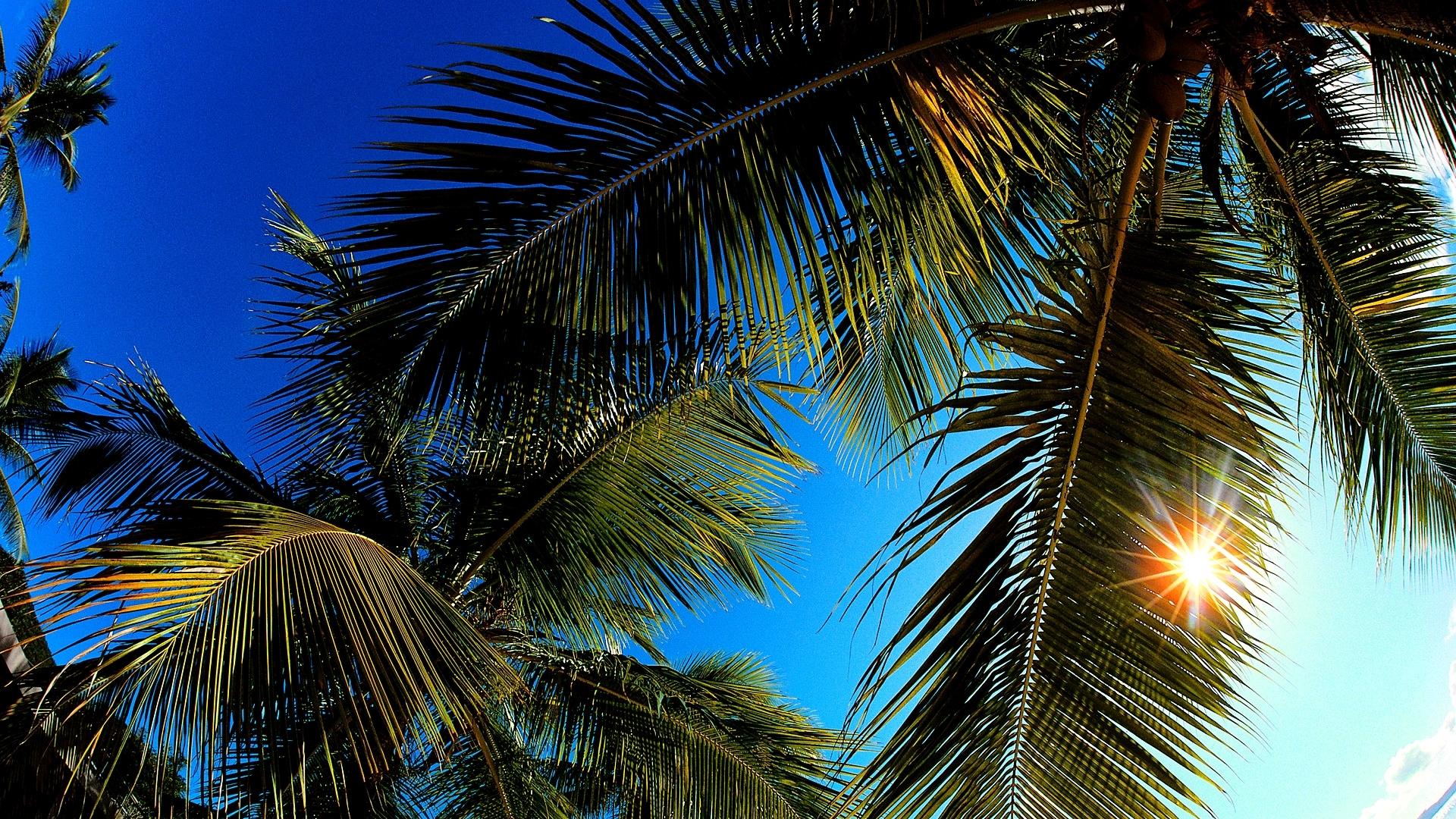Les palmiers – Cap' vert
